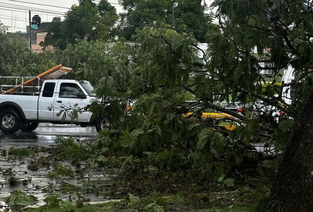 Reportan ramas de árbol caídas sobre libramiento de Morelia