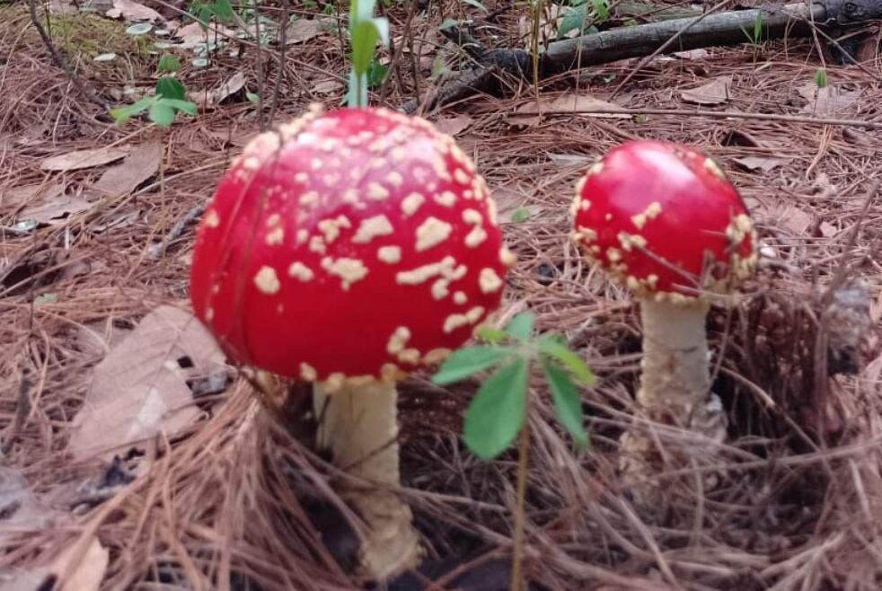 Hongos en Michoacán: riesgos de consumir especies silvestres