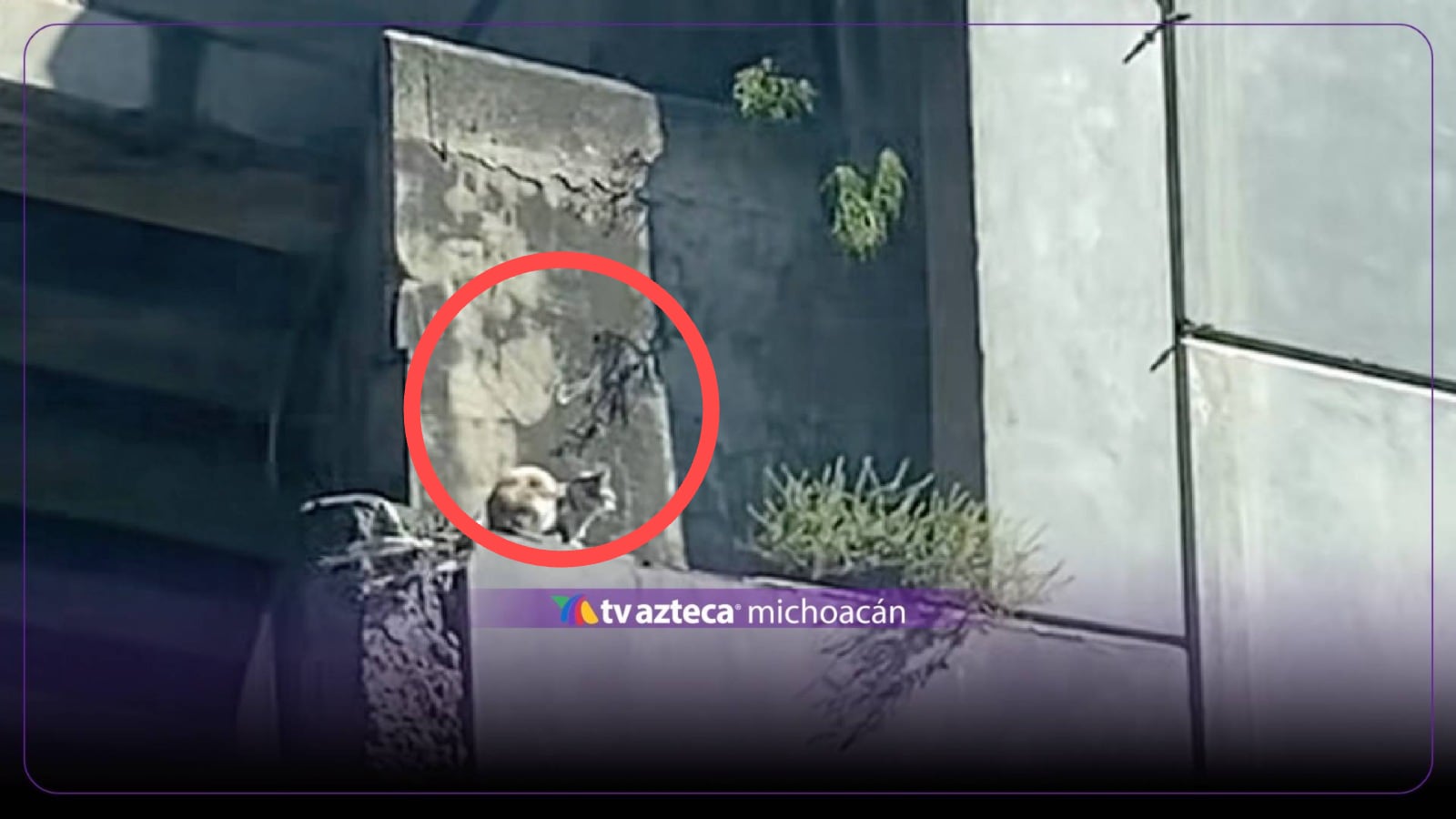 Gatito lleva más de cuatro días en un puente de Periférico en Morelia; piden ayuda para rescatarlo