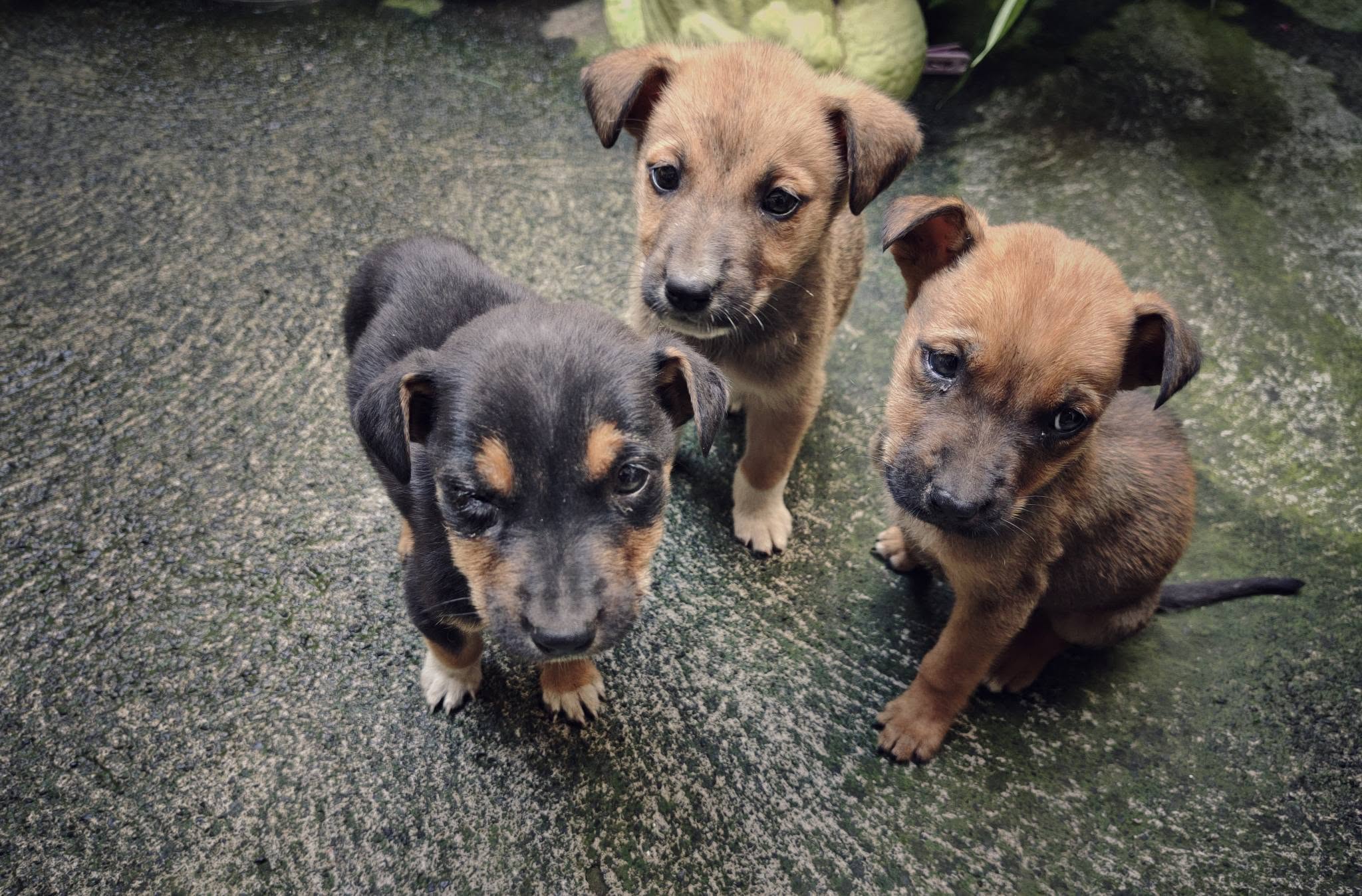 Tres cachorritos rescatados de la carretera buscan un hogar en Morelia