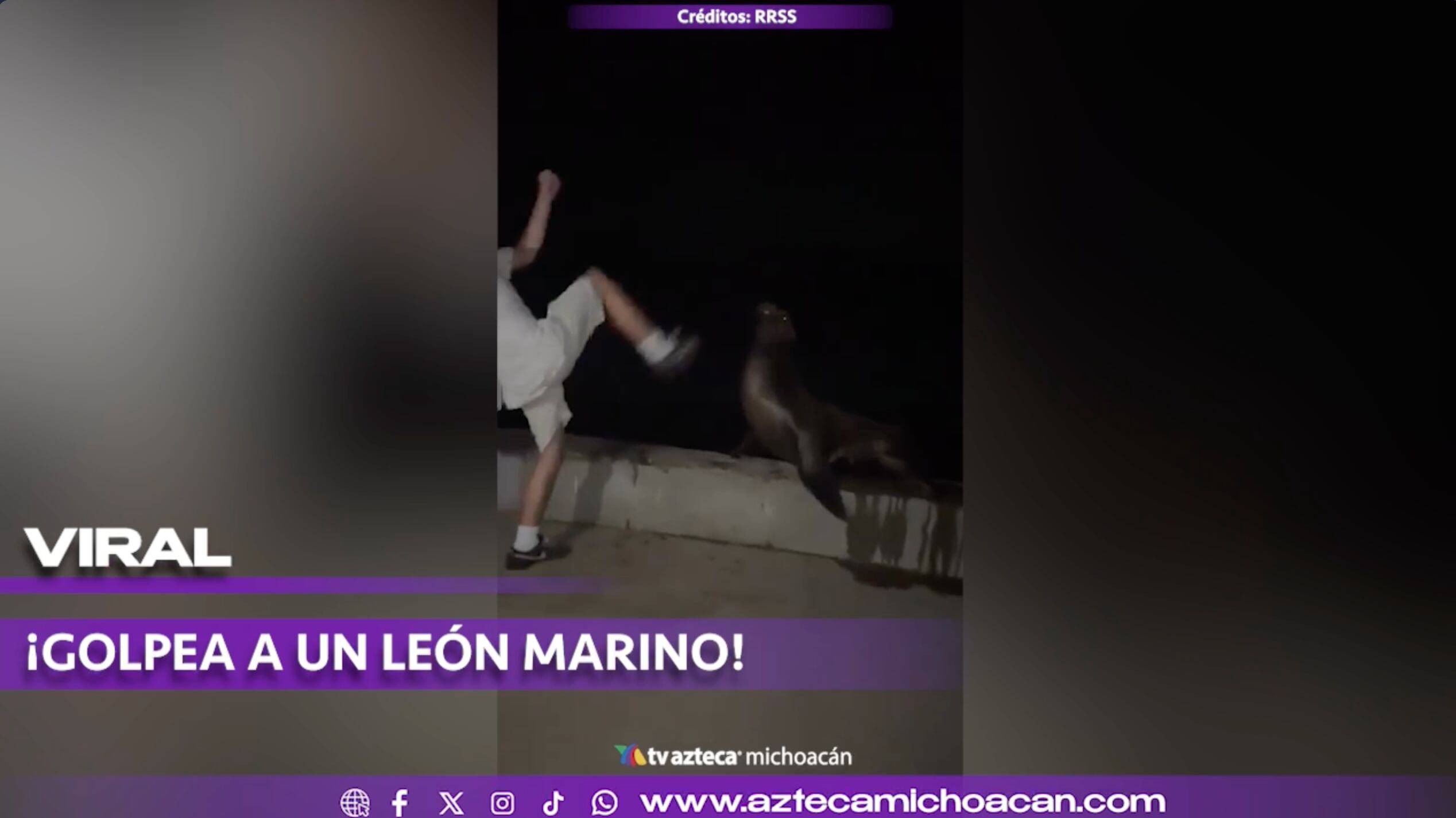 #VIDEO: ¡Le salió caro! Hombre enfrenta cárcel por agredir a león marino