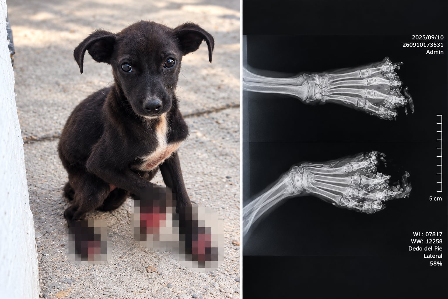 Cachorrita buscó refugio bajo un tren y le destroza su patita en Morelia